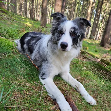Karkonosze - W Domu Gospodarzy Lejlighed Trzcinsko